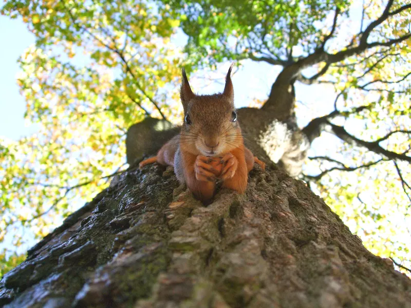 Squirrel on Tree