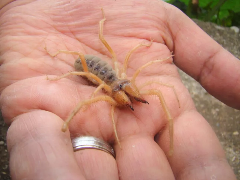 Camel spider