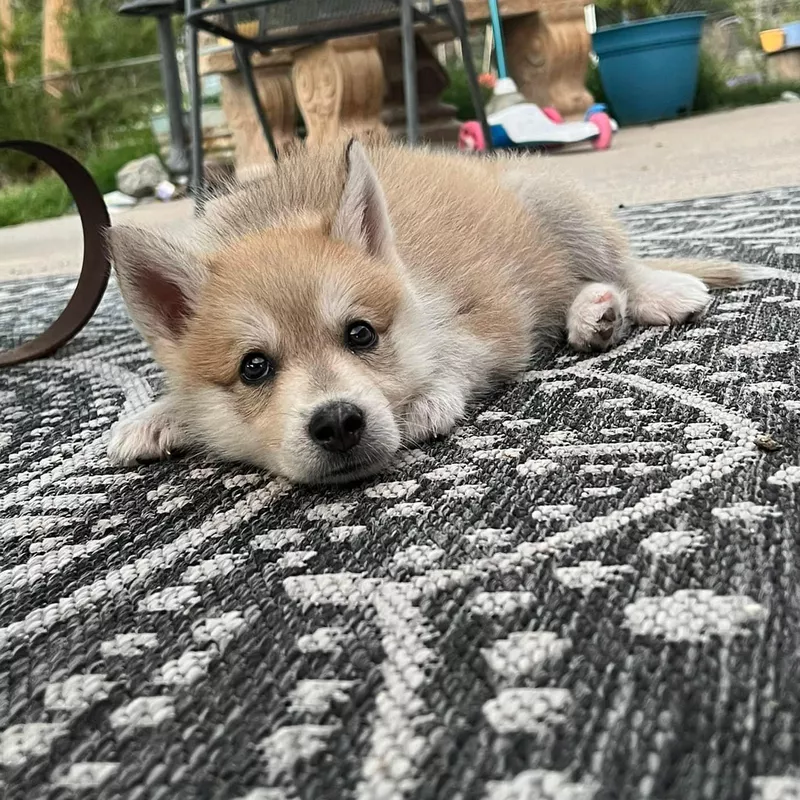 expensive dog