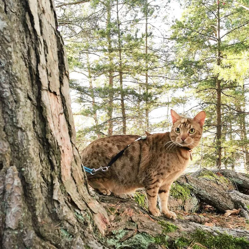 Ocicat