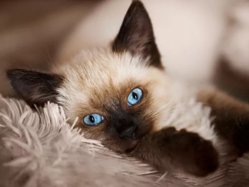 Balinese kitten on gray background