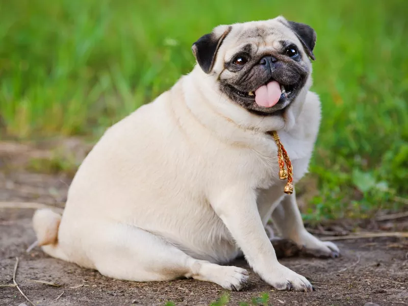 Little fat pug sitting on sidewalk in summer park