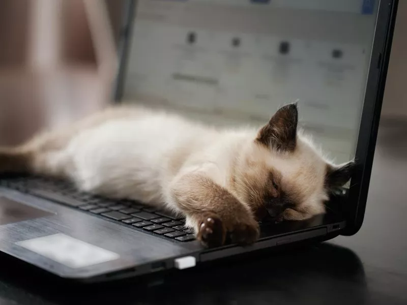 Cat sleeps on keyboard pc computer. Shallow DOF