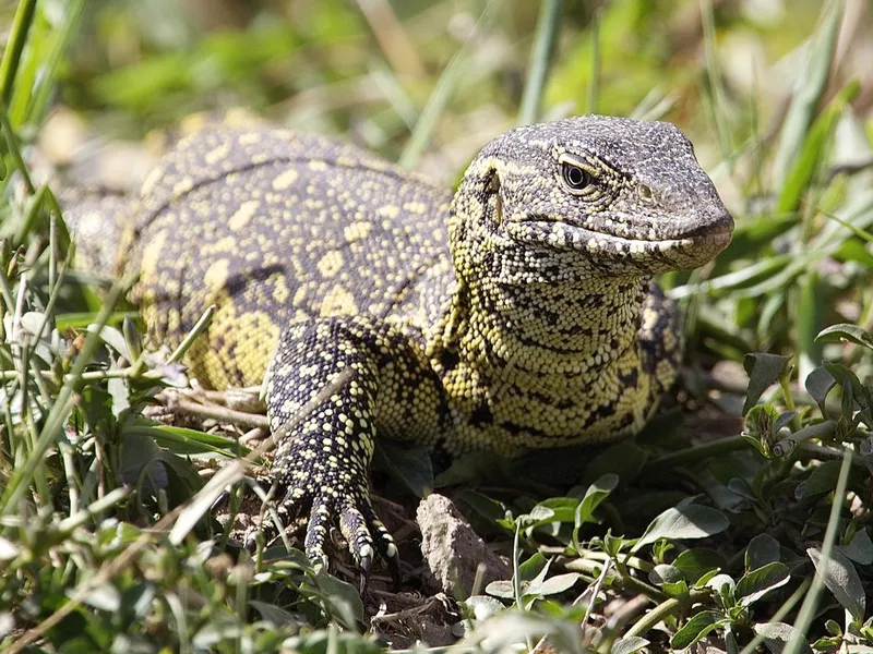 Savannah Monitor
