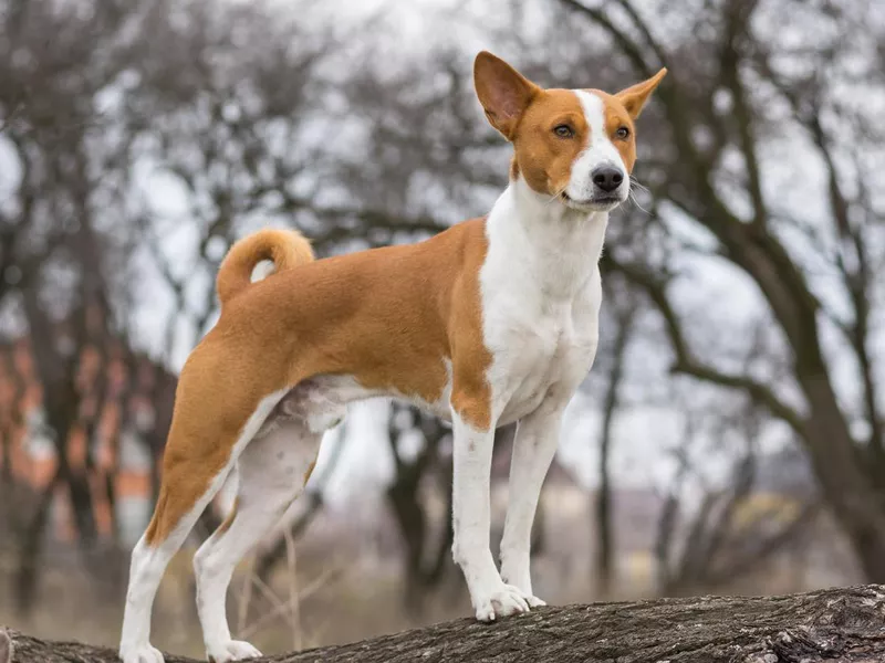 Mature basenji dog