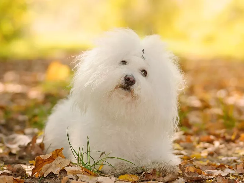 Bichon bolognese