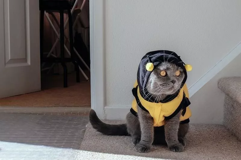 Cat in costume