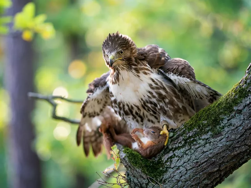 Red tailed hawk on a moss covered tree trunk with dead red squirrel. Raptor with his prey. Buteo jamaicensis.Sciurus vulgaris