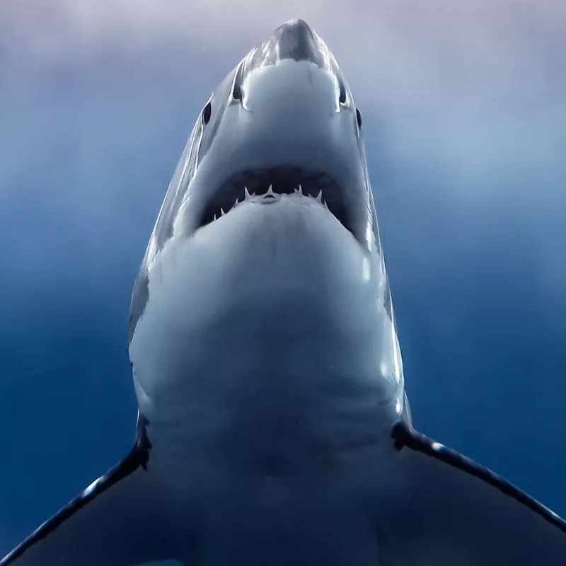 Underside of a great white shark