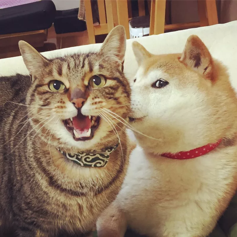 Kabosu with cat