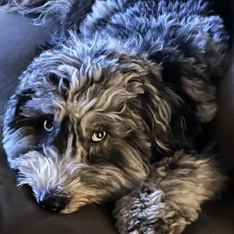 Bashful sheepadoodle dog knows he's in trouble