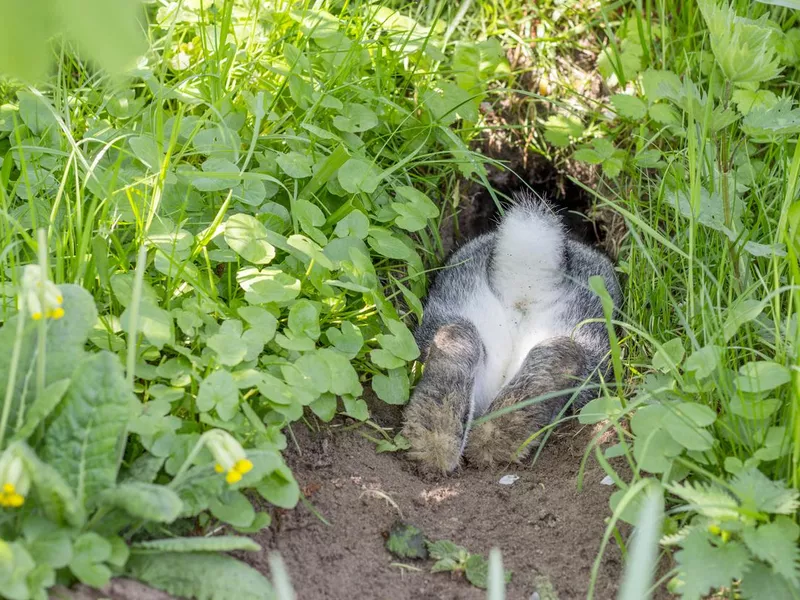 Rabbit hole