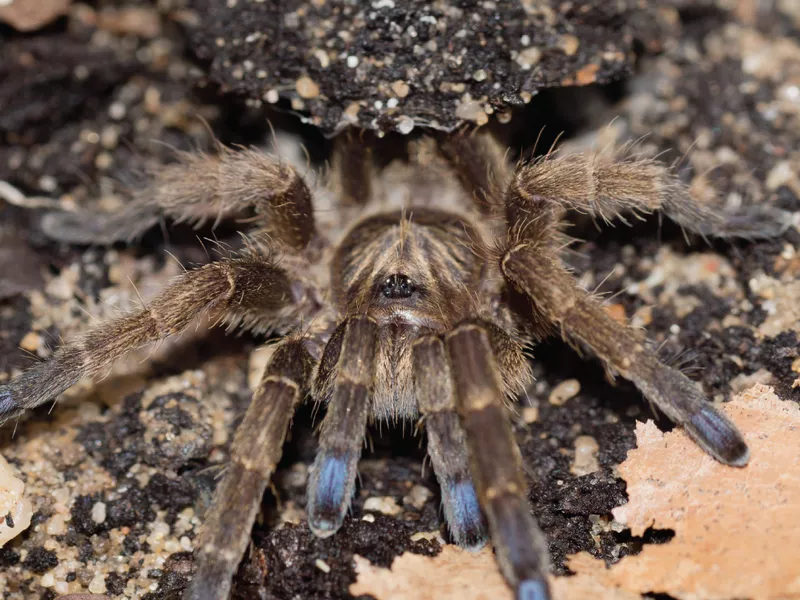 Blue-Footed Baboon Spider