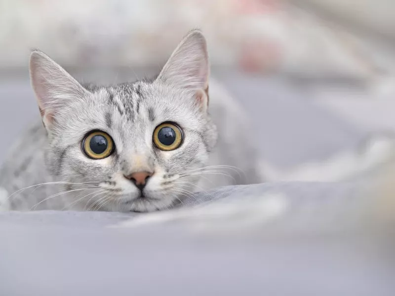 Playful Egyptian mau cat