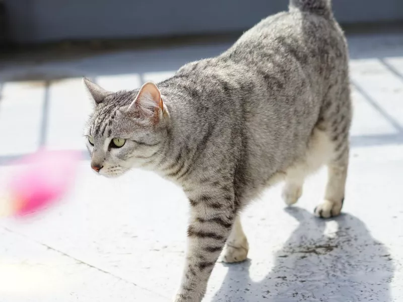 Egyptian mau on a rooftop