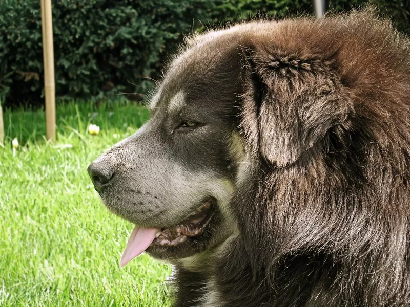 Tibetan profile