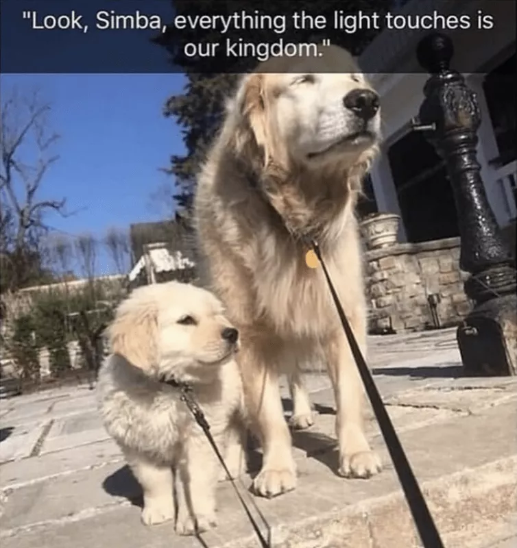 Simba puppy meme
