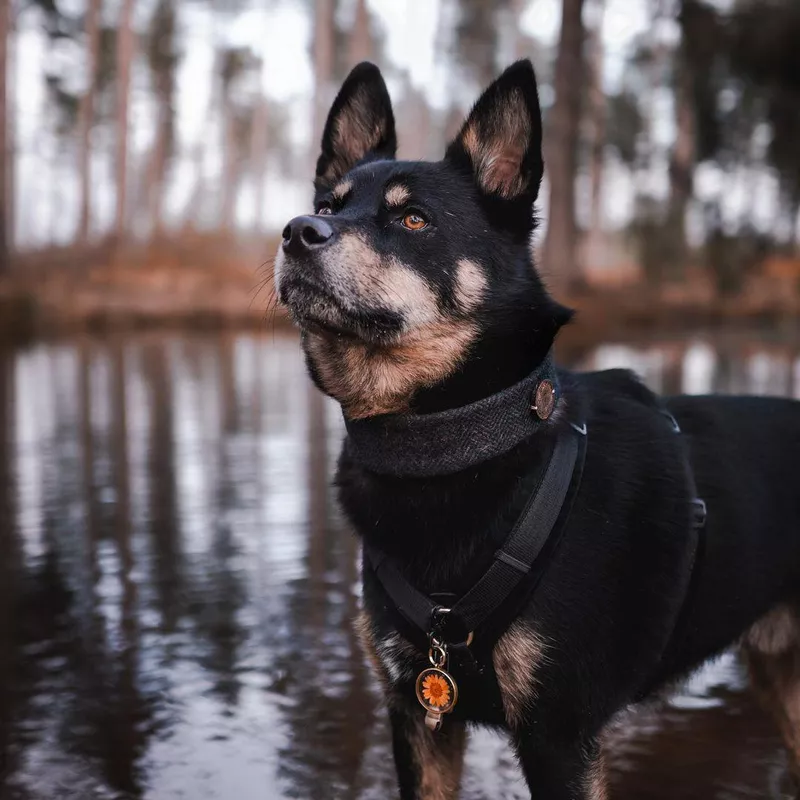 Fun Fact: Husky Rottweiler Mix