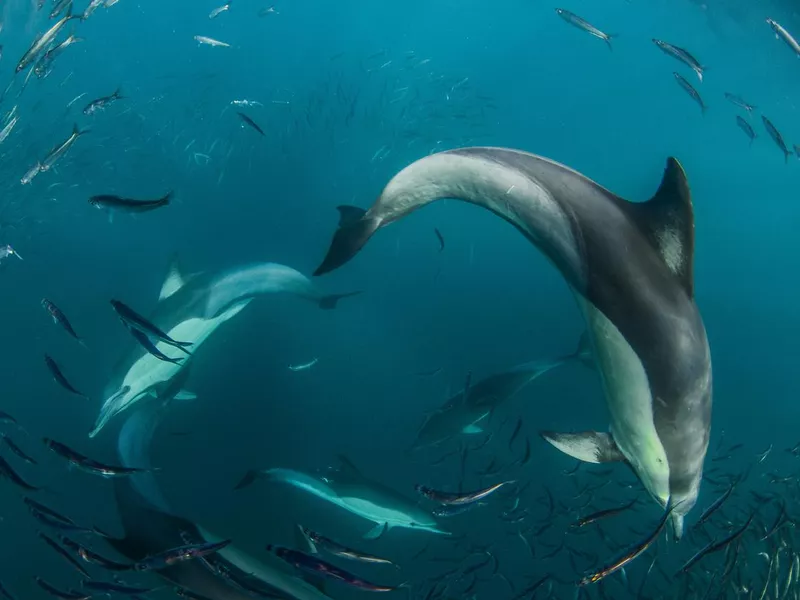 Dolphin attack in sardine run in south Africa