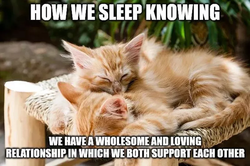 Two kittens sleeping