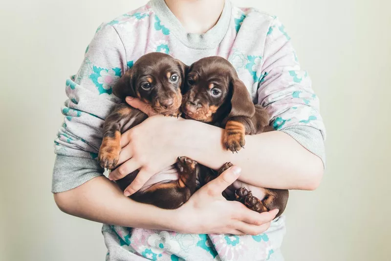 Dachshund puppies