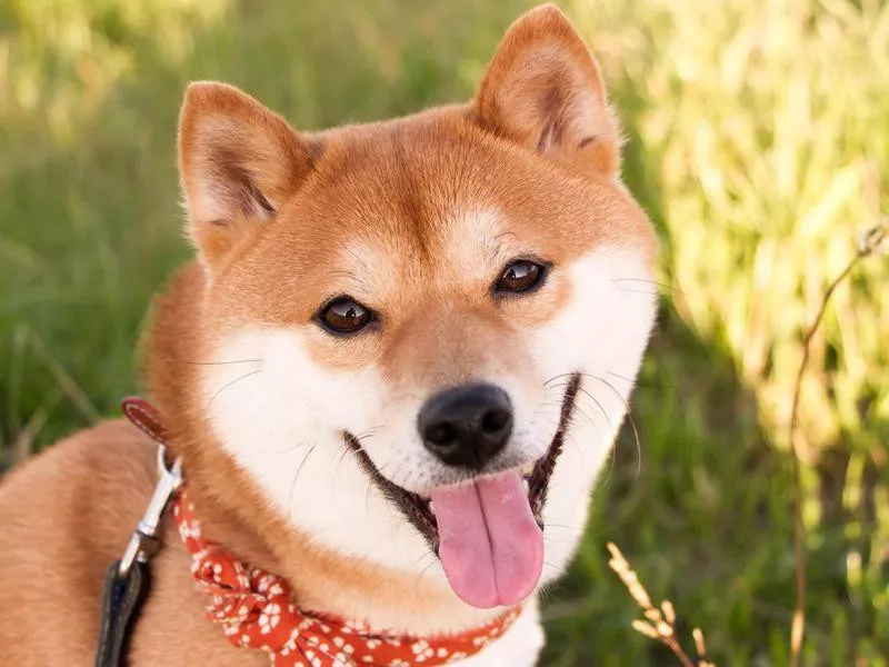 Smartest Dog Breeds: Mameshiba Inu
