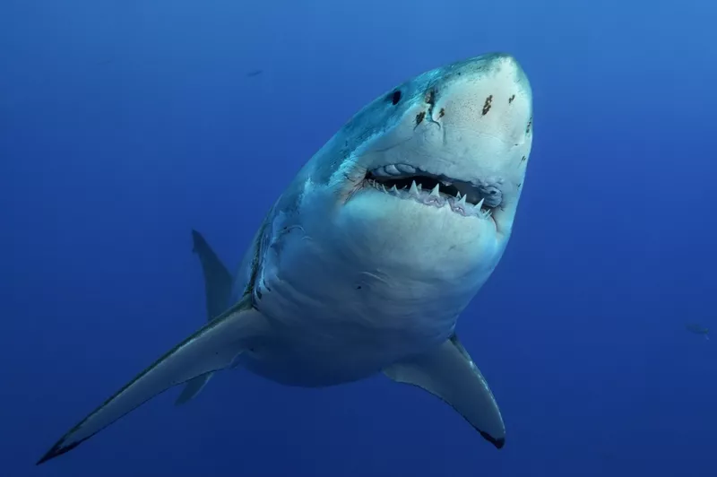 Great white shark