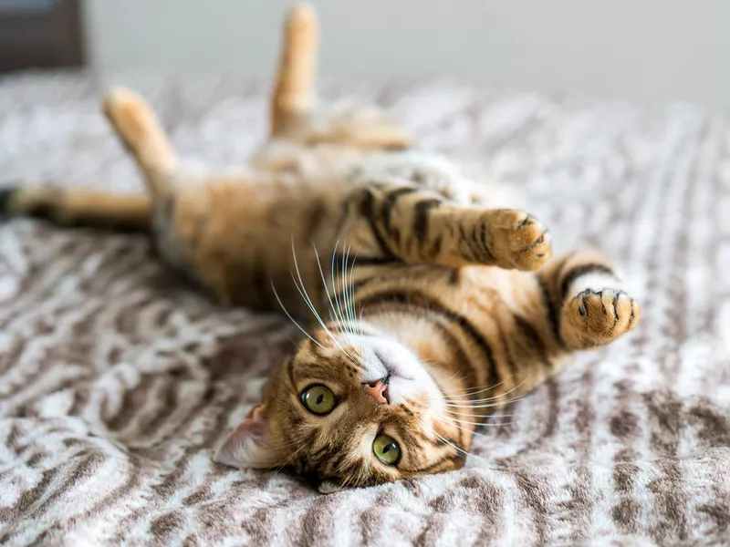 Cute bengal cat