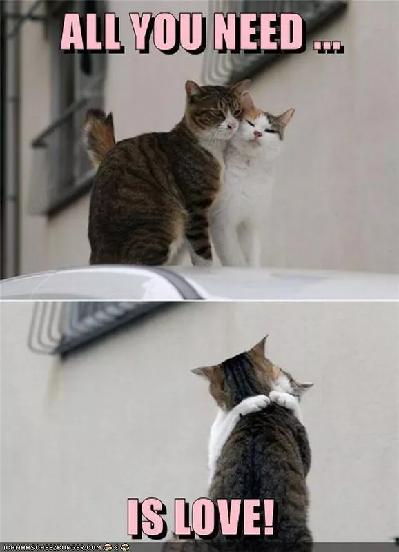 Two cats hugging