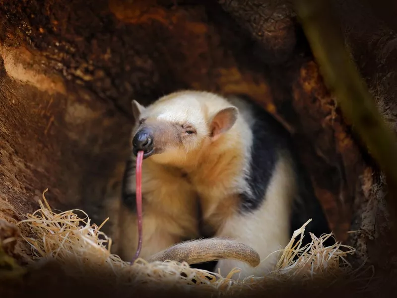Collard Anteater