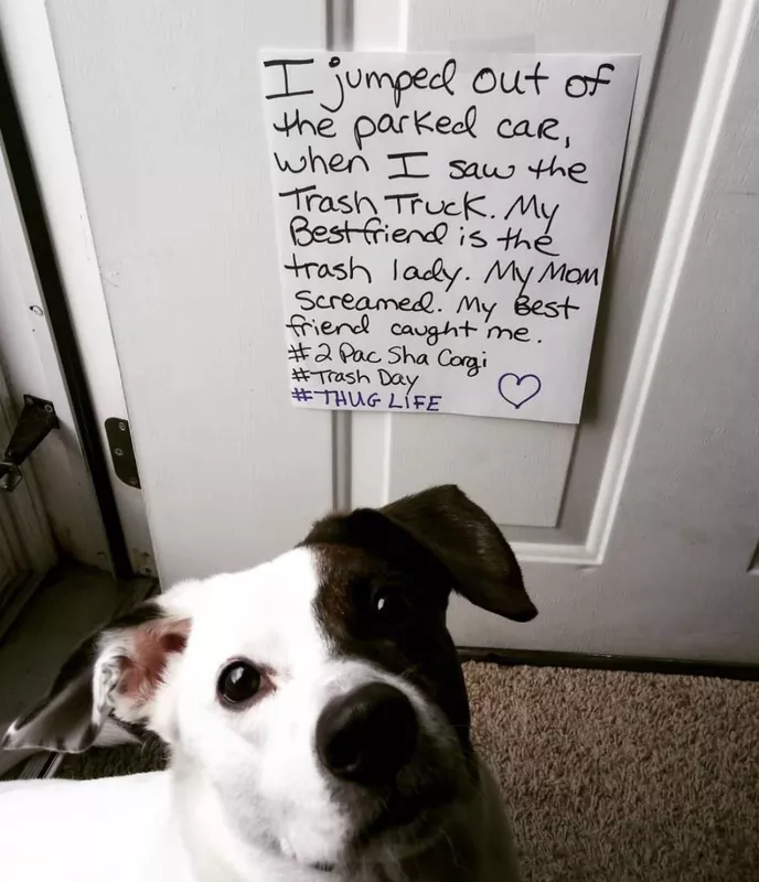 Cute black and white dog