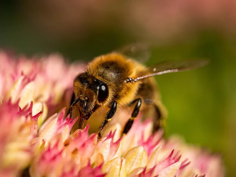 Worker Bee