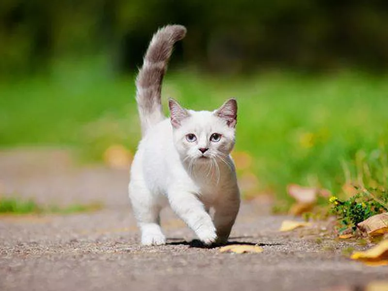 Minuet (aka Napoleon)