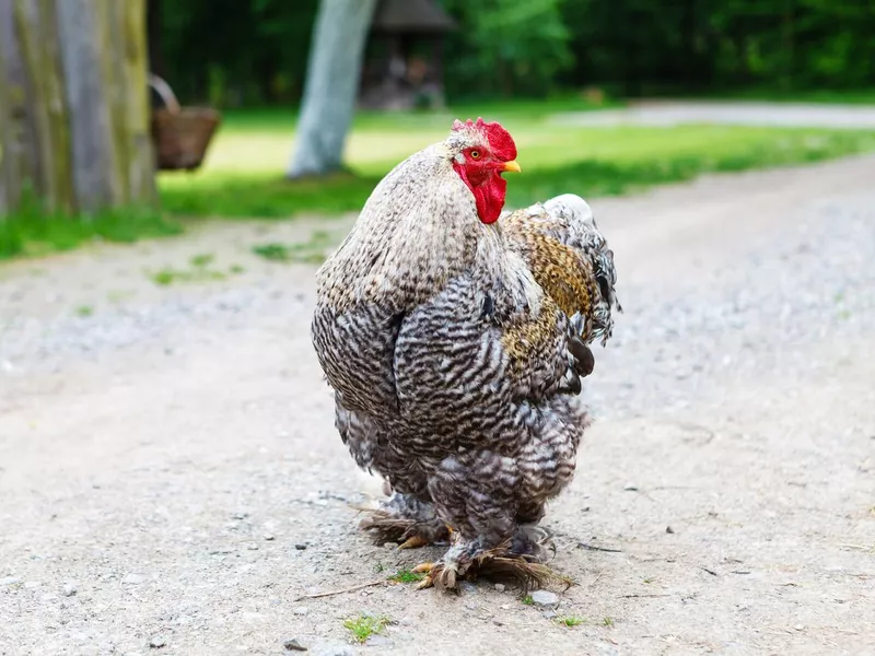 Cochin Chicken Breed and Egg Color