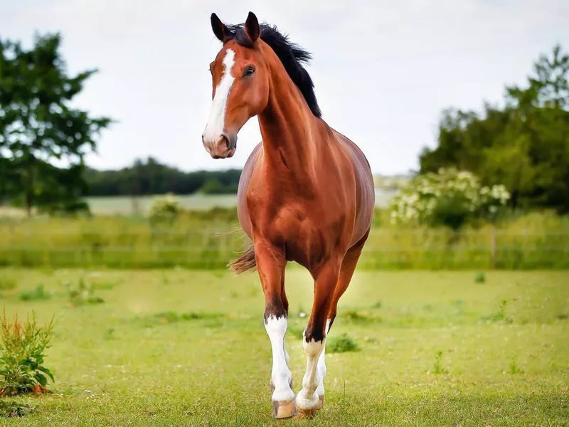 Quarter Horse