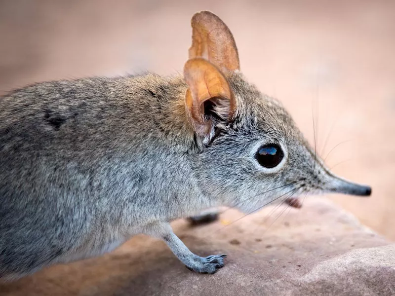Shrew