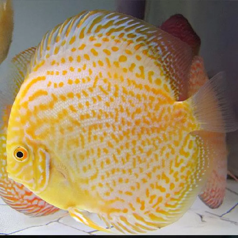 Albino Yellow Leopard Discus