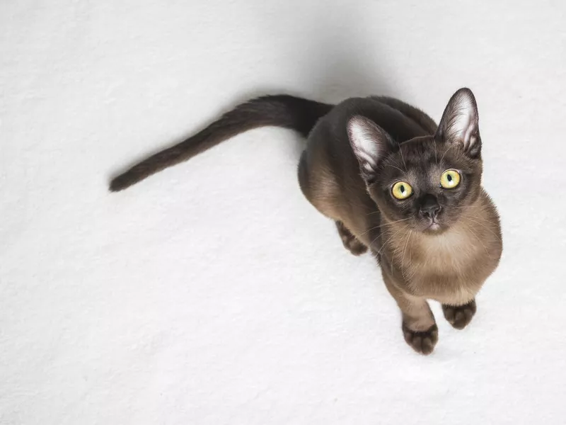A cute brown Burmese kitten looking up