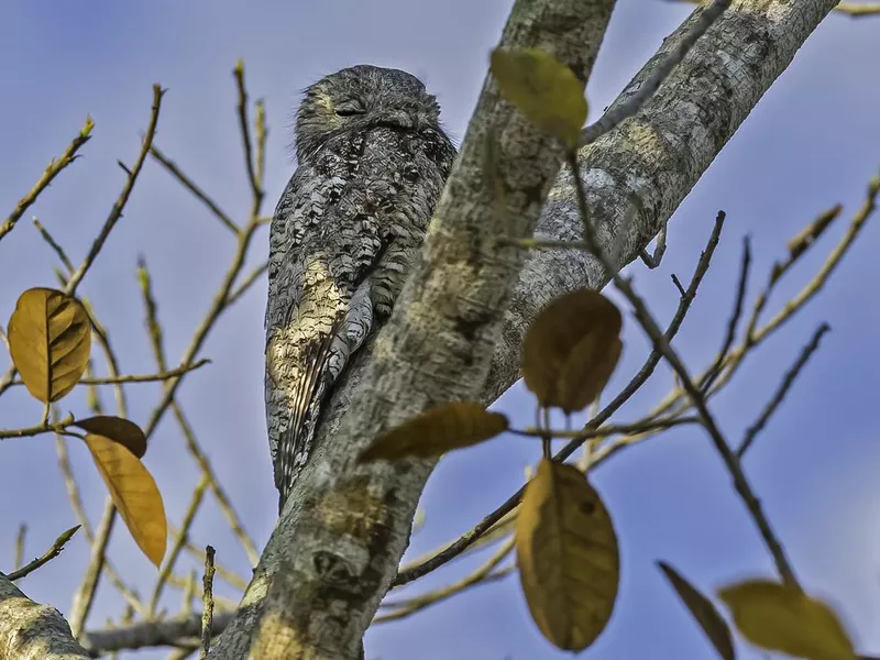 The Great Potoo (Nyctibius grandis)