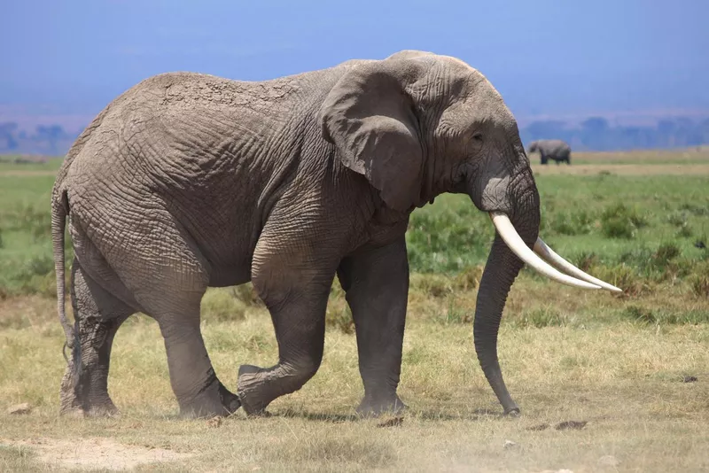 African elephant