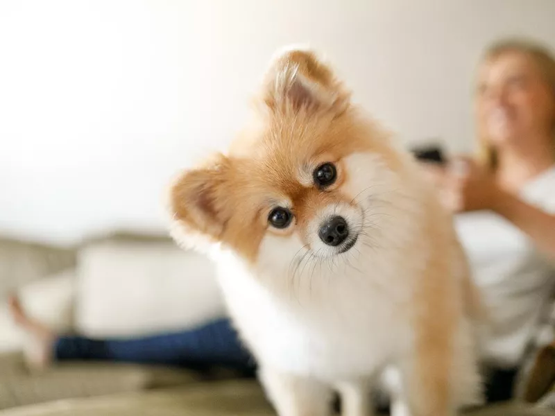 Pomeranian