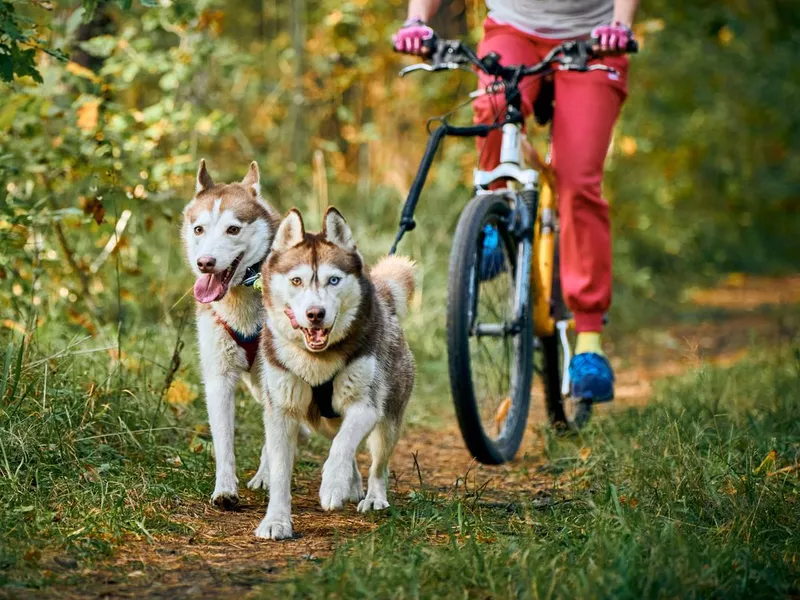 Bikejoring