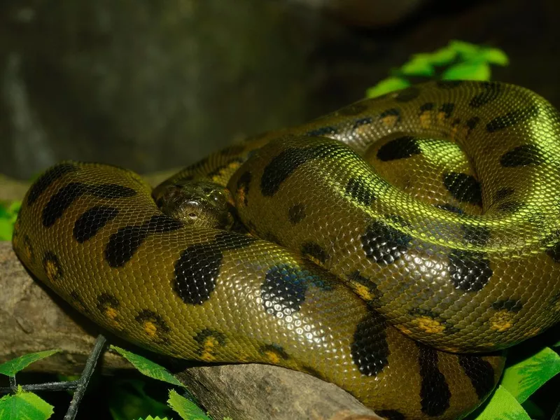 Green Anaconda (Eunectes murinus)