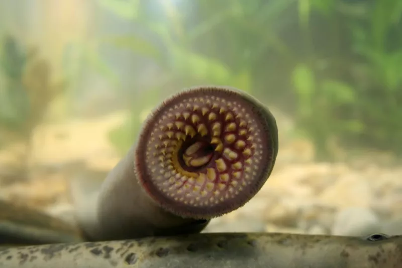 Sea lamprey