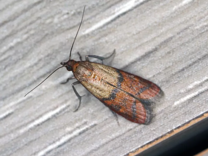 Indianmeal Moth