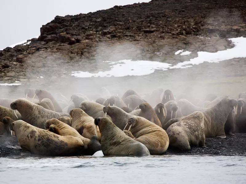 Walrus colony in Franz Josef Land