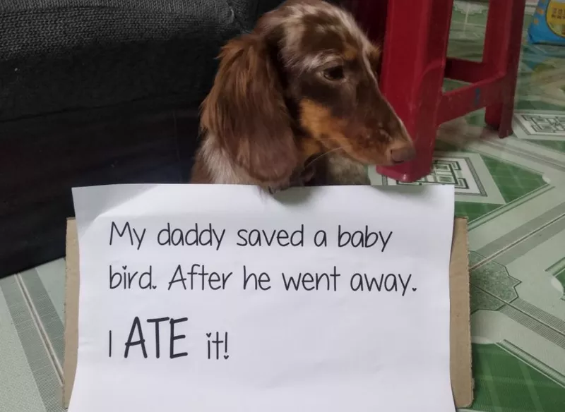 Dachshund in trouble