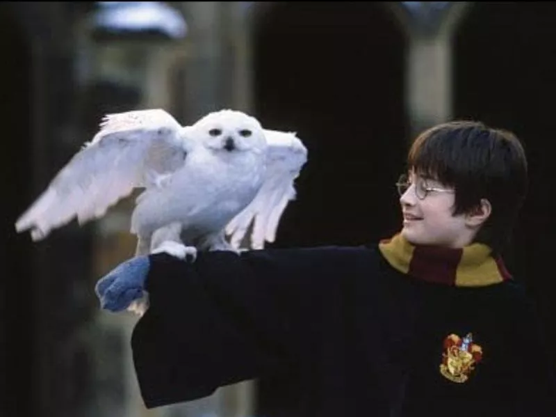 Hedwig