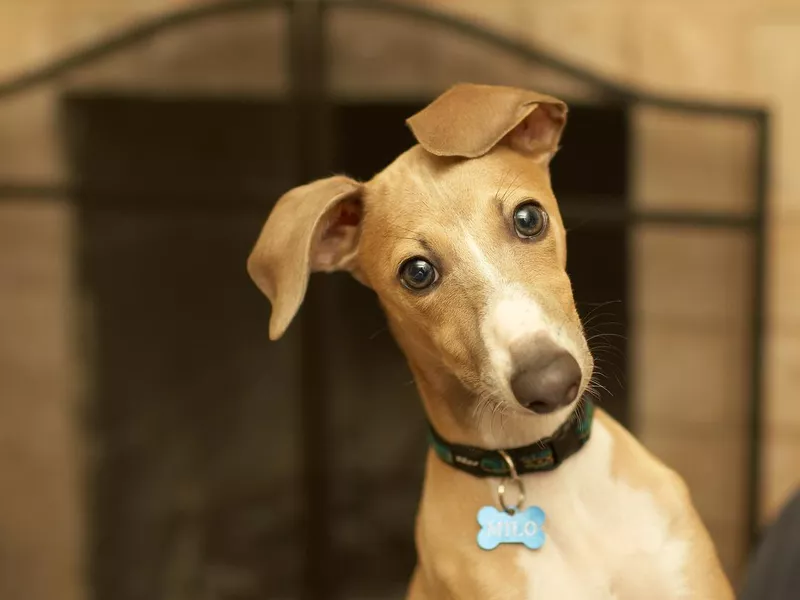 Italian greyhound