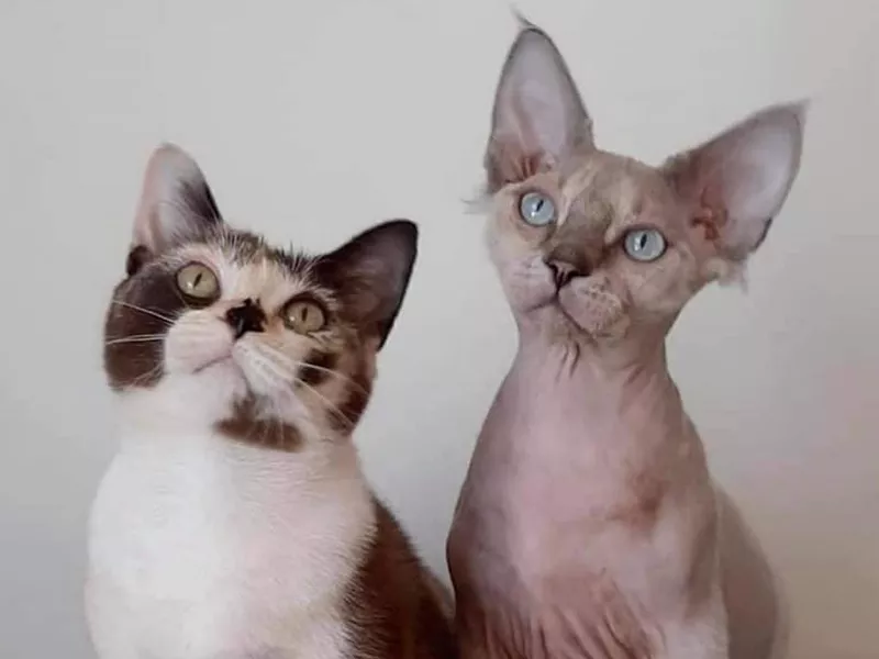 Minskin cats